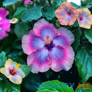 30pcs Mix Colors Giant Hibiscus Seeds - Non-GMO Heirloom Variety - Vibrant Blooms for Your Flourishing Garden