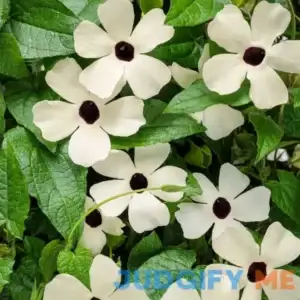 Coconut A-Peel Black-Eyed Susan Vine - 4.5" Pot - Proven Winners