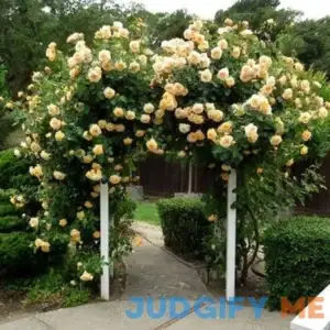 Garden Sun Climbing Rose | One Quart