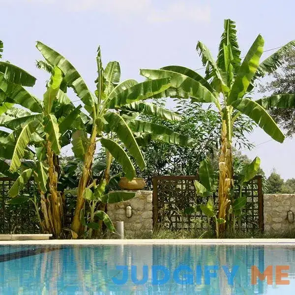 Cold Hardy Banana Tree Cold Hardy Banana Tree