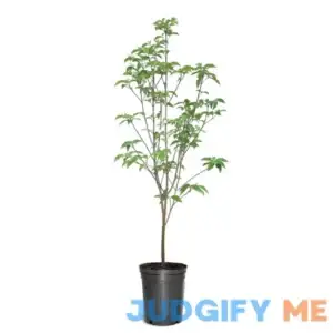 Southern Planters 3-Gallons Red Flowering Dogwood In Pot DOGRED03G