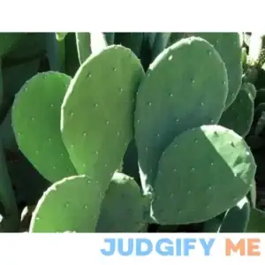 3 Pads Spineless Thornless Edible Nopales Prickly Pear Cactus Pads Opuntia Cacanapa Succulents Cutting Planting