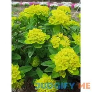 Euphorbia Polychroma Perennial Plant by Bluestone Perennials
