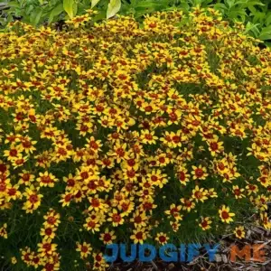 Spring Hill Nurseries Sunfire Coreopsis Flowering Dormant Bare Root Perennial Starter Plant 90152