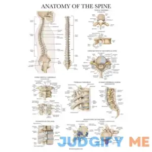Palace Learning Anatomy of the Spine Poster