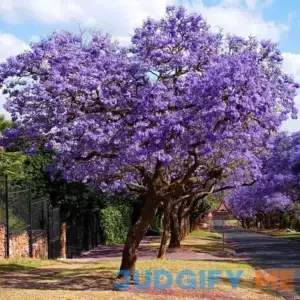 Jacaranda Tree
