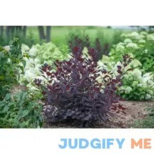 1 Gal. Winecraft Black Smokebush Live Shrub