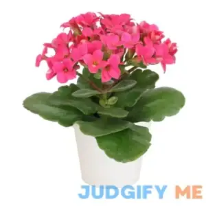 Kalanchoe Plant Succulents Plants Live Houseplants in White Planter Live Succulents Live House Plants