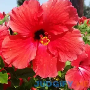 QAUZUY GARDEN 10 Seeds Red Swamp Rose Mallow Seeds Crimsoneyed Eastern Rosemallow Hibiscus Moscheutos Flower Seeds