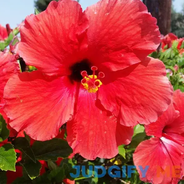 QAUZUY GARDEN 10 Seeds Red Swamp Rose Mallow Seeds Crimsoneyed Eastern Rosemallow Hibiscus Moscheutos Flower Seeds QAUZUY GARDEN 10 Seeds Red Swamp Rose Mallow Seeds Crimsoneyed Eastern Rosemallow Hibiscus Moscheutos Flower Seeds
