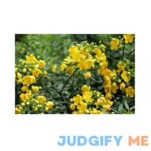 Cassia siamea Kassod Tropical Tree seeds Bright Yellow Blooms Popcorn Scented Leaves summer-fall Good Container Gardening or Standard (20)