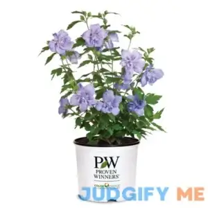 2 gal. Blue Chiffon Rose of Sharon Plant with Blue Flowers