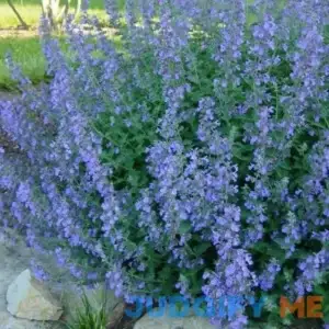 Walkers Low Catmint - 1 Gallon Pot