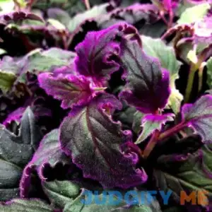 2 Purple Passion Plants Live