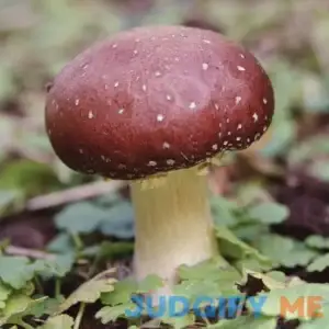 Field & Forest Wine Cap - (Stropharia rugoso-annulata) Sawdust Spawn