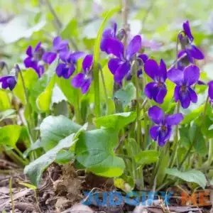 Sweet Violet Seeds Viola Odorata Perennial Fragrant Cut Flowers Deer & Rabbit Resistant Ground Cover Bed Edging Container Outdoor 40Pcs Flower Seeds