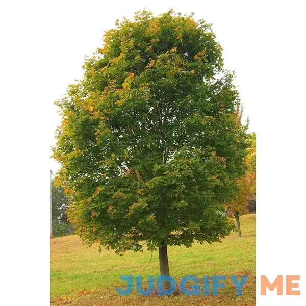 Online Orchards Norway Maple Tree Among The Most Cold Hardy and Fastest Growing Maples Online Orchards Norway Maple Tree Among The Most Cold Hardy and Fastest Growing Maples