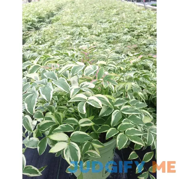 American Beauties Native Plants Polemonium r. 'Stairway to Heaven' Perennial American Beauties Native Plants Polemonium r. 'Stairway to Heaven' Perennial