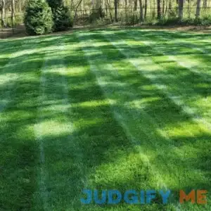 Outsidepride Midnight Kentucky Bluegrass Lawn
