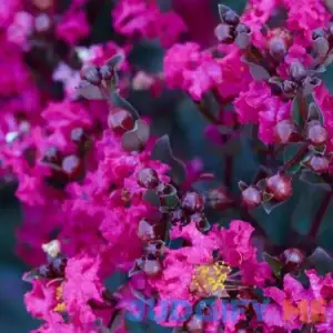 Simpson Nursery Mystic Magenta Black Diamond Crape Myrtle