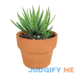 Haworthia 'Zebra Plant' White Stripe Aloe Spiky Succulent