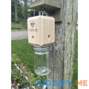 Best Carpenter Bee Trap
