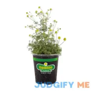 Bonnie Plants Chamomile