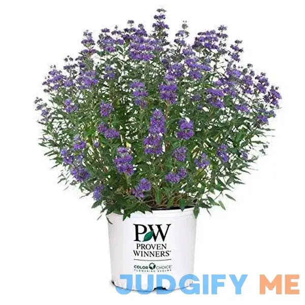 Proven Winners Caryopteris x cland. Beyond Midnight Shrub Proven Winners Caryopteris x cland. Beyond Midnight Shrub