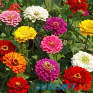 Everwilde Farms California Giants Mix Zinnia Wildflower Seeds