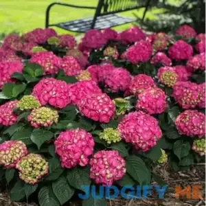 Summer Crush Endless Summer Hydrangea Flowering Deciduous Shrub with Big Raspberry-Red or Neon-Purple Blooms
