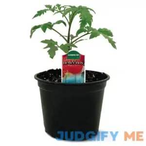 1-Gallon Tomato Plant