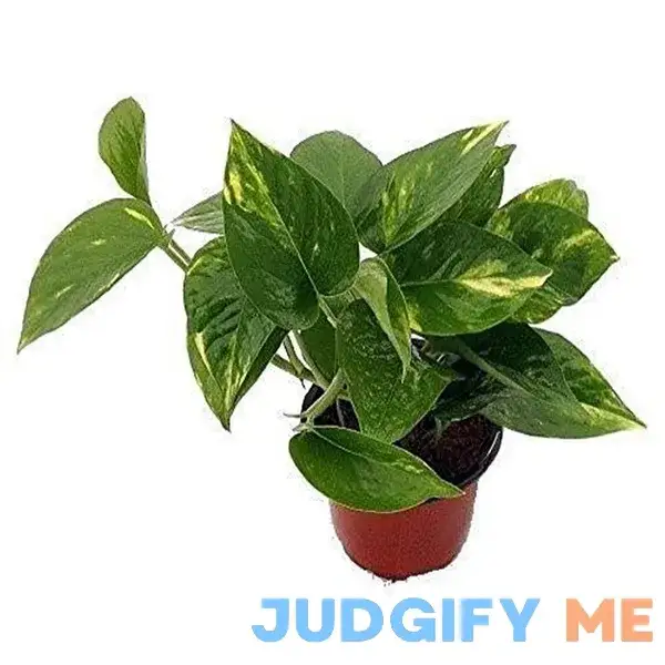 9GreenBox Golden Devil's Ivy Pothos Epipremnum 9GreenBox Golden Devil's Ivy Pothos Epipremnum