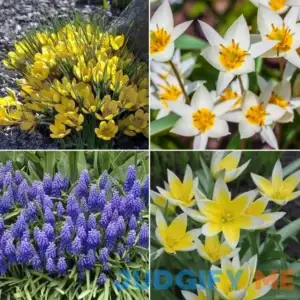 National Plant Network 40pk Hummingbird Garden Nature Friendly Collection Assorted Bulbs