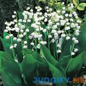 Spring Hill Nurseries Lily of the Valley Dormant Bareroot Groundcover Perennial Starter Plants 93206