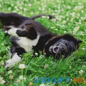 Dutch White Clover Seeds Trifolium repens