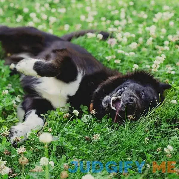 Dutch White Clover Seeds Trifolium repens Dutch White Clover Seeds Trifolium repens