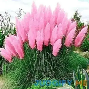 Giant Pink Pampas Grass Seeds 500 Seeds Ships from Iowa