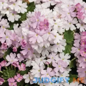 Superbena Pink Cashmere New Proven Winners Variety 2024