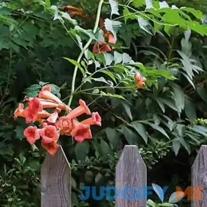 Van Zyverden Trumpet Vine Root Orange