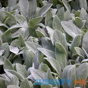Lamb's Ears Seeds Stachys Byzantina Evergreen Perennial Drought Tolerant Deer & Rabbit Resistant Low Maintenance Ground Cover Rock Garden Outdoor