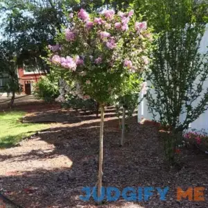 Brighter Blooms Bloomerang Lilac Tree