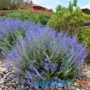 Clovers Garden Russian Sage Plants вЂ“ Two (2) Live Plants вЂ“ Non-GMO - Not Seeds - Each 4" to 8" Tall вЂ“ in 4" Inch Pots вЂ“ Hardy Flowering Perennial