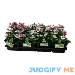 Expert Gardener 4 Plants Red Bicolor Dianthus Live Plants Pack Sun