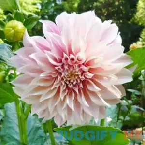 Eden Brothers Dahlia Bulbs Cafe Au Lait