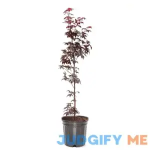 Southern Planters 3-Gallons Feature Japanese Red Maple Tree In Pot MAPJRE03G