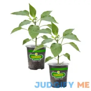 Bonnie Plants Red Ghost Pepper