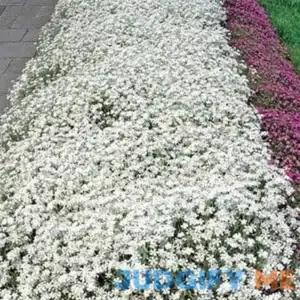 Outsidepride Snow in Summer Seeds