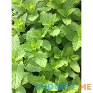 Mojito Mint Live Plant (mentha x villosa)