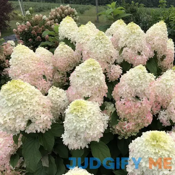 Proven Winners Direct Quick Fire Fab Panicle Hydrangea HYDPRC1207800 Proven Winners Direct Quick Fire Fab Panicle Hydrangea HYDPRC1207800