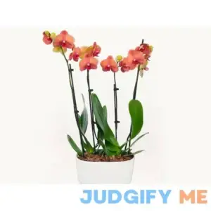 Barcelona Orchid Duo